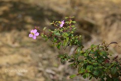 Osbeckia virgata